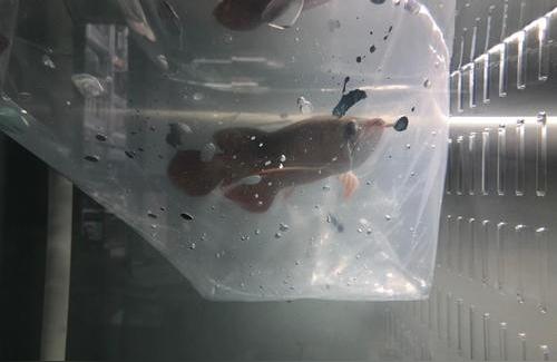 開封龍魚:新買的龍魚如何正確的過水