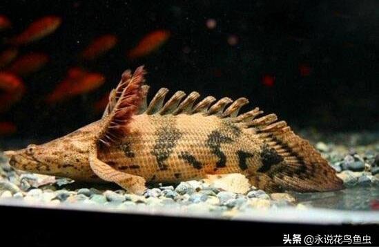 虎斑恐龍魚