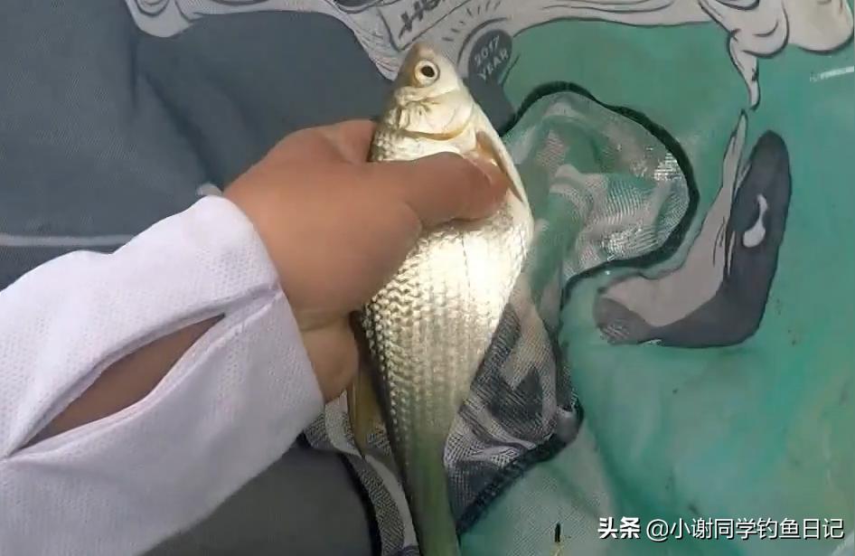 紅尾平克魚