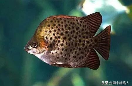 非洲金鼓魚 非洲金鼓魚