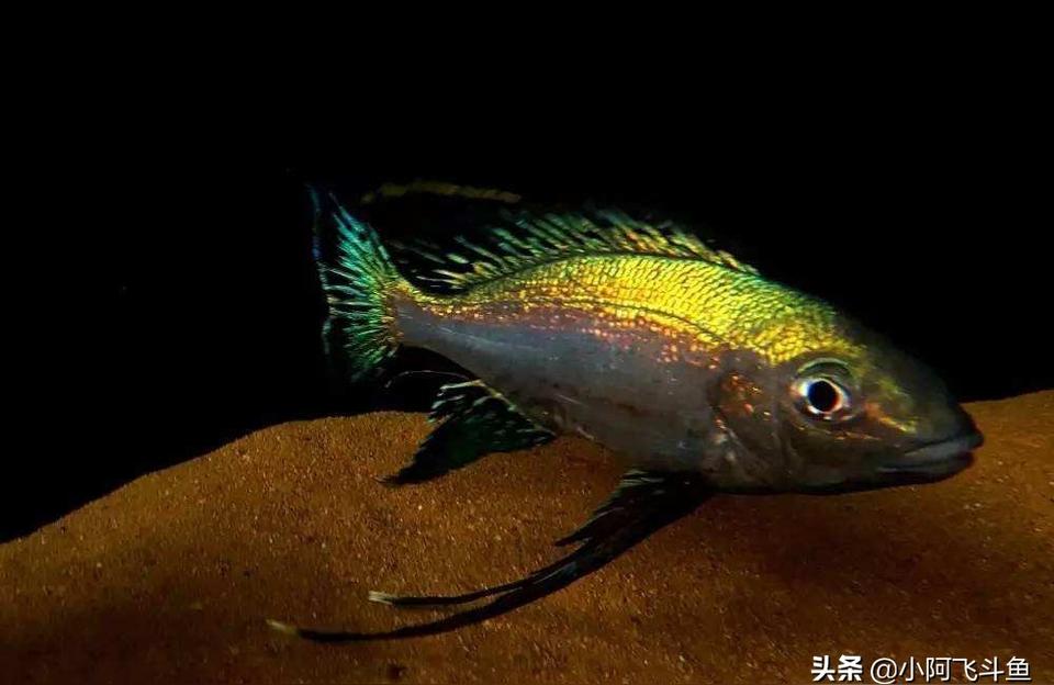 馬拉莫寶石魚(yú)