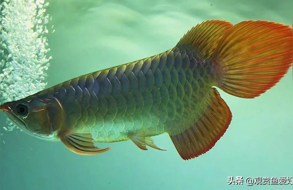 短身紅龍魚(yú)