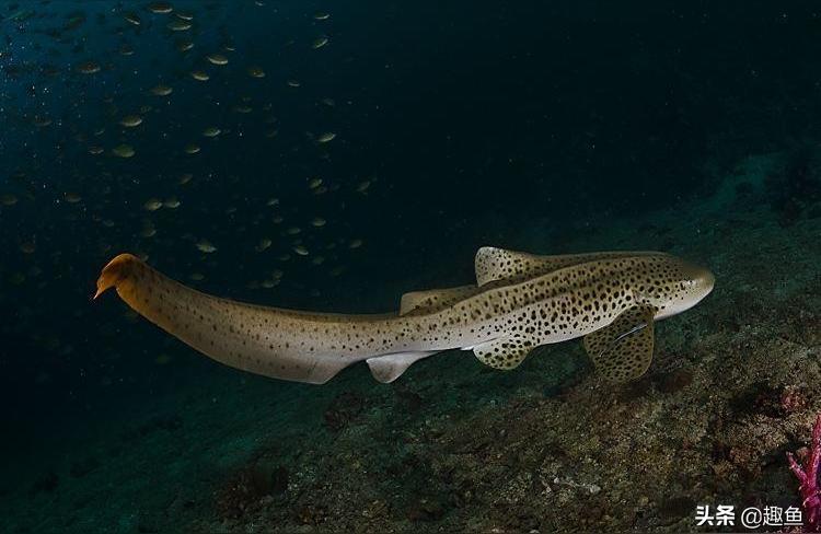 豹紋夫魚苗