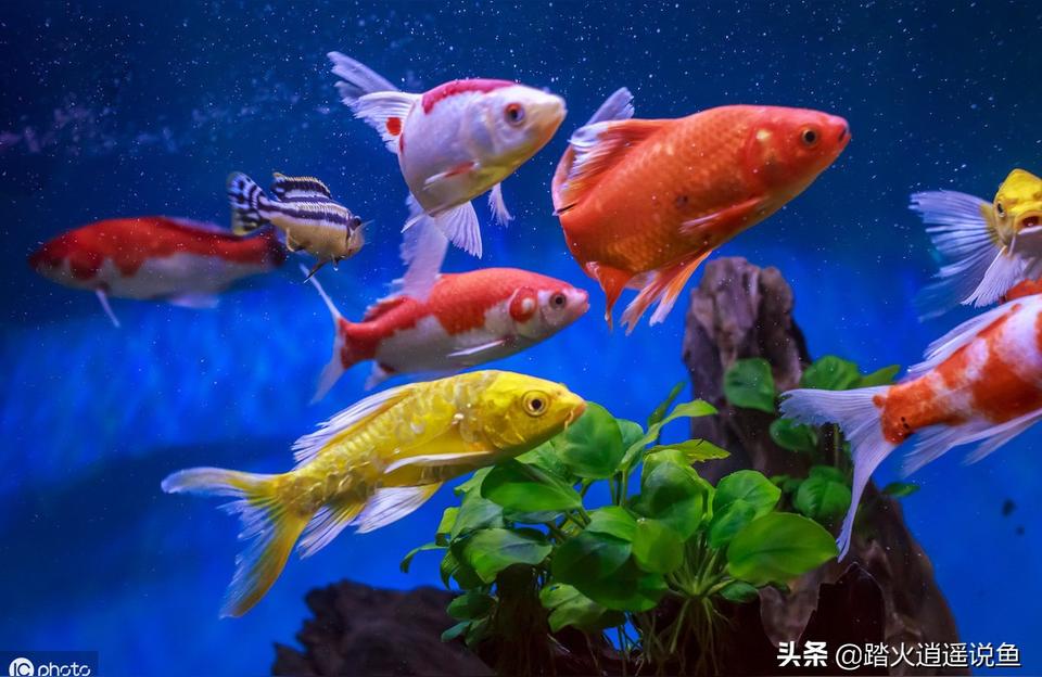 錦鯉燈:養(yǎng)錦鯉魚需要常明燈嗎