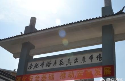 合肥花鳥(niǎo)魚(yú)蟲(chóng)市場(chǎng):合肥周邊哪里有集市