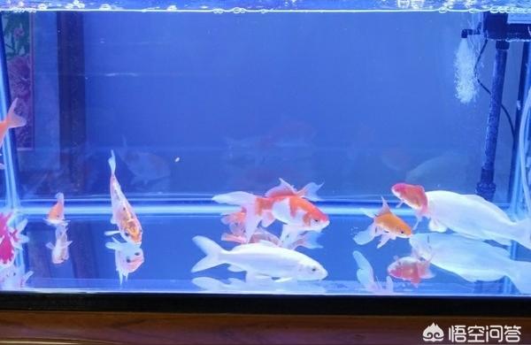 瑪豆水族器材:生態(tài)缸入門設(shè)備清單