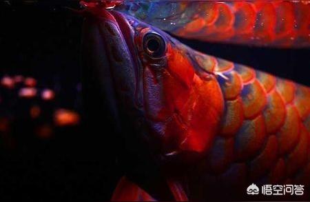 大湖紅龍魚:白龍紅龍是什么魚