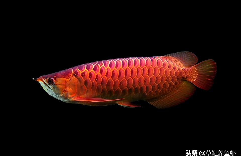 大湖紅龍魚對(duì)比印尼紅龍