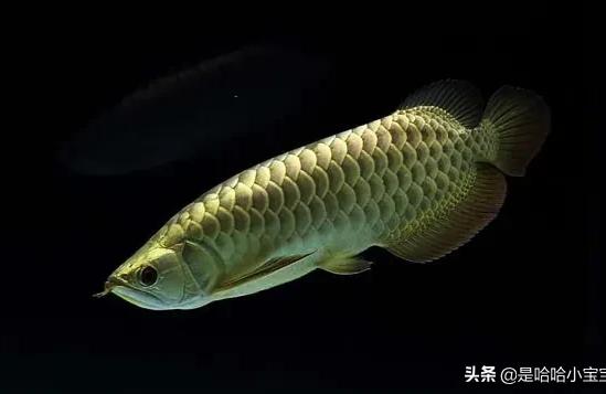 高背紅尾金龍魚價格