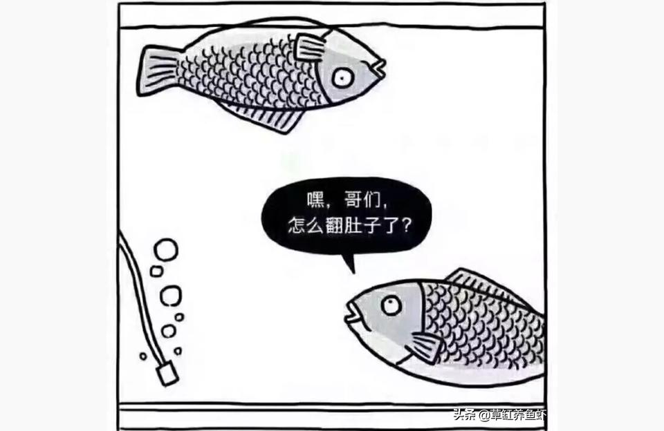 金龍魚翻肚有救嗎