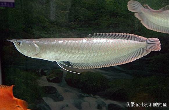 龍魚(yú)漁場(chǎng):養(yǎng)龍魚(yú)的背景用什么顏色最好