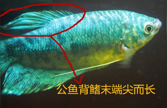 母龍魚:曼龍魚怎么區(qū)分公母和判斷懷孕啊