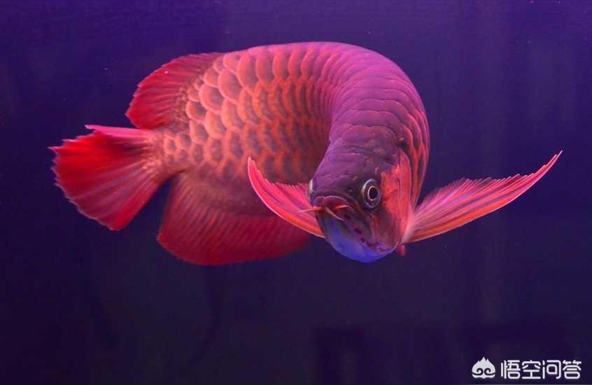 紅金龍魚價格258萬