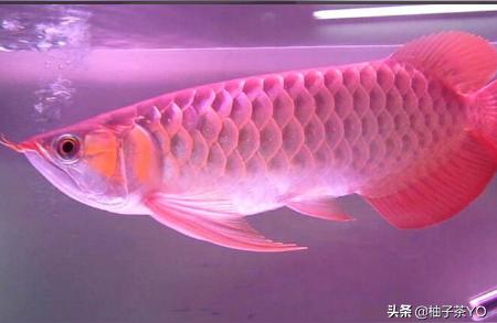 龍魚視頻大全:世界上最紅的龍魚