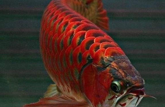 紅龍魚(yú)增色:龍魚(yú)蝦干喂之前還要泡嗎 水族維護(hù)服務(wù)（上門）