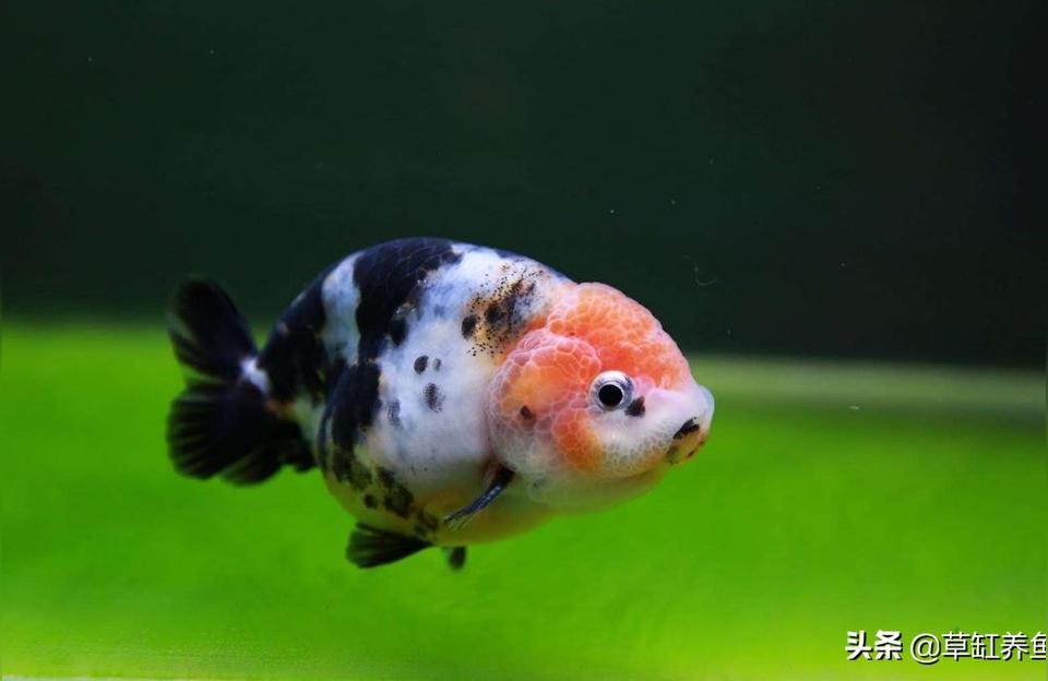 下沉魚糧:斑馬魚飼料上浮好還是下沉好 水族維護服務（上門）