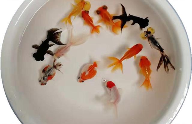 景德鎮(zhèn)魚(yú)缸定做(白色陶瓷缸能養(yǎng)魚(yú)好做衛(wèi)生嗎)