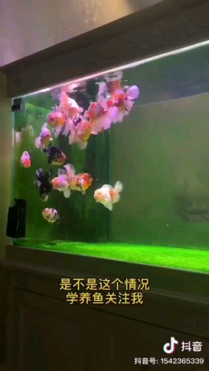 金魚開缸聽聽怎么說