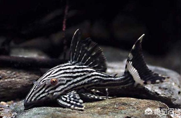 南美異形觀賞魚:異型魚觀賞性排行