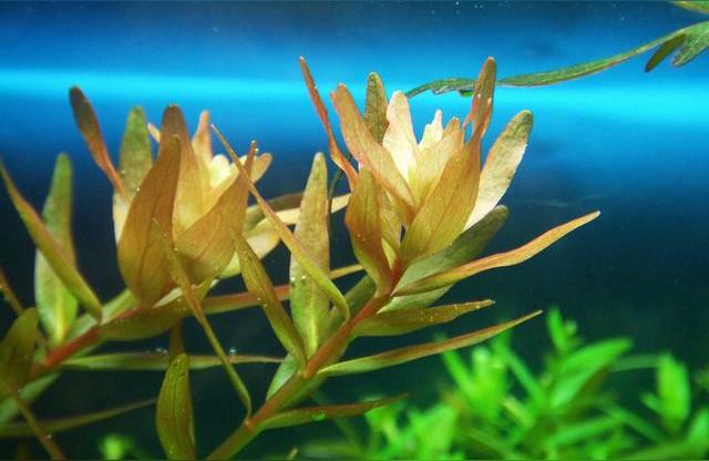 硝化細(xì)菌魚缸用水族凈水劑液體硝化菌活菌養(yǎng)魚用品百因美消化細(xì)菌:加過鹽的魚缸可以放硝化菌么