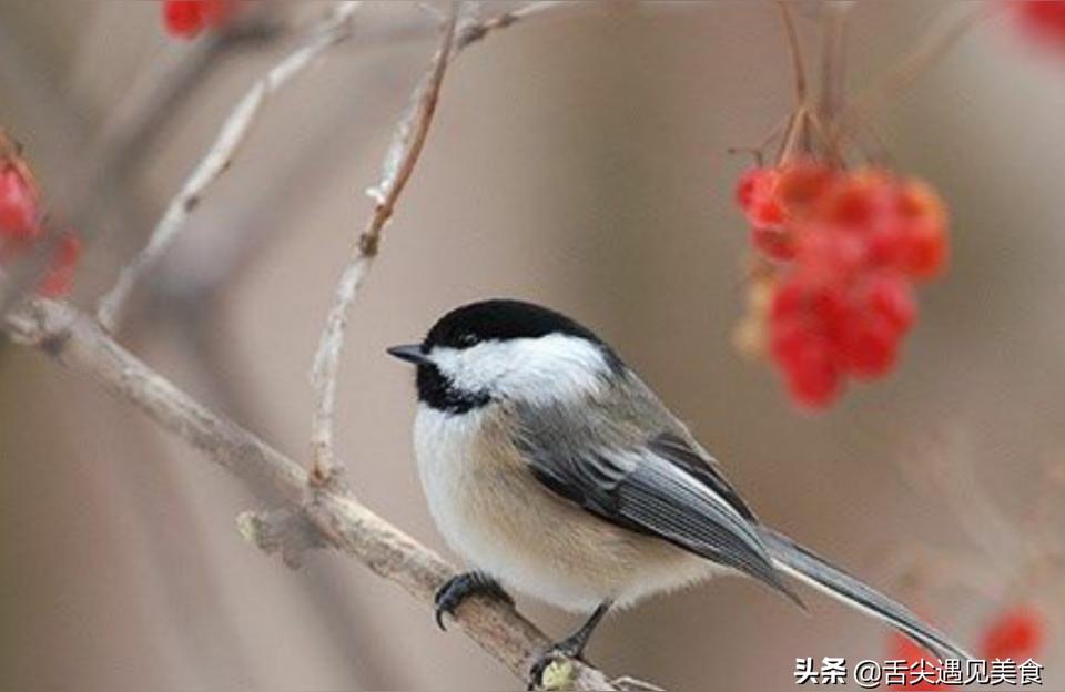 鳥(niǎo)食:請(qǐng)問(wèn)黃雀鳥(niǎo)食自己怎么做