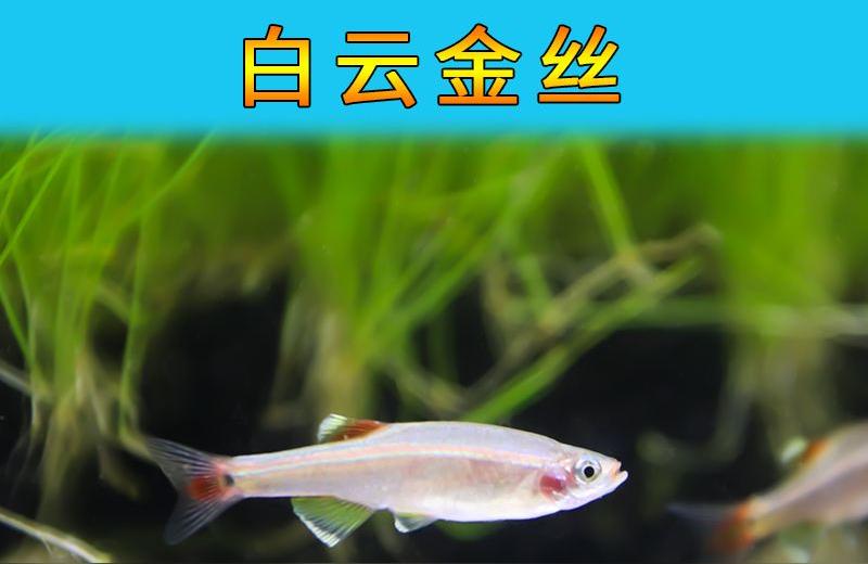 白云金絲魚(yú):白云金絲魚(yú)為什么老死 小型觀賞魚(yú)