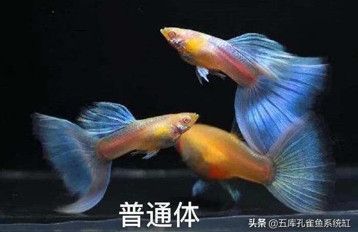 蝶翼藍莓魚