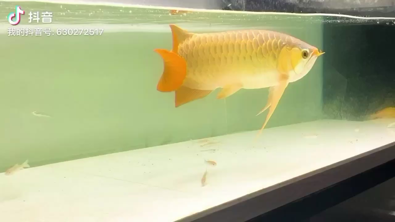 哈爾濱水族館下班喂喂魚兒 B級(jí)過(guò)背金龍魚