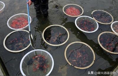 巴音郭楞蒙古自治州觀賞魚批發(fā)市場(chǎng) 觀賞魚批發(fā)