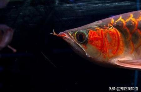 本溪龍魚批發(fā):紅金龍魚產(chǎn)地