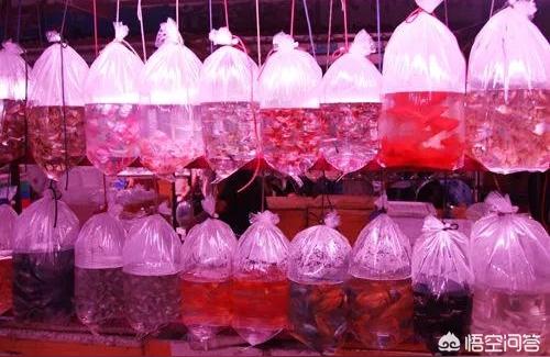 天津哪有水族用品店:天津花鳥魚蟲市場賣魚缸嗎