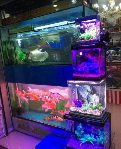 大連哪有水族用品店:大連哪里賣魚缸