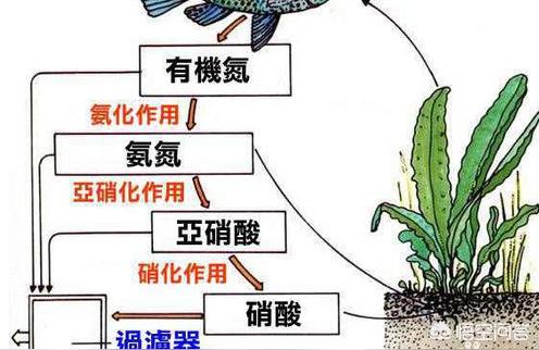 喜尊水族專用電子秤0.01g克稱小秤小型數(shù)度克度稱重克稱