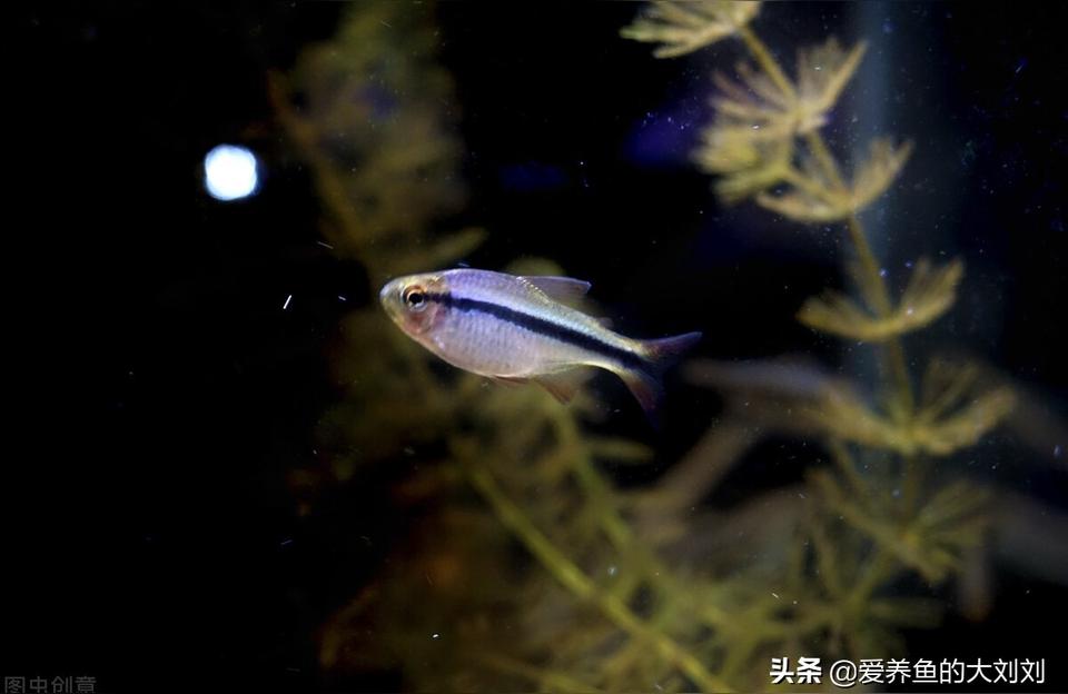 光特億殺菌燈魚池戶外除藻綠水魚缸UV滅菌潛水式水族紫外線消毒燈