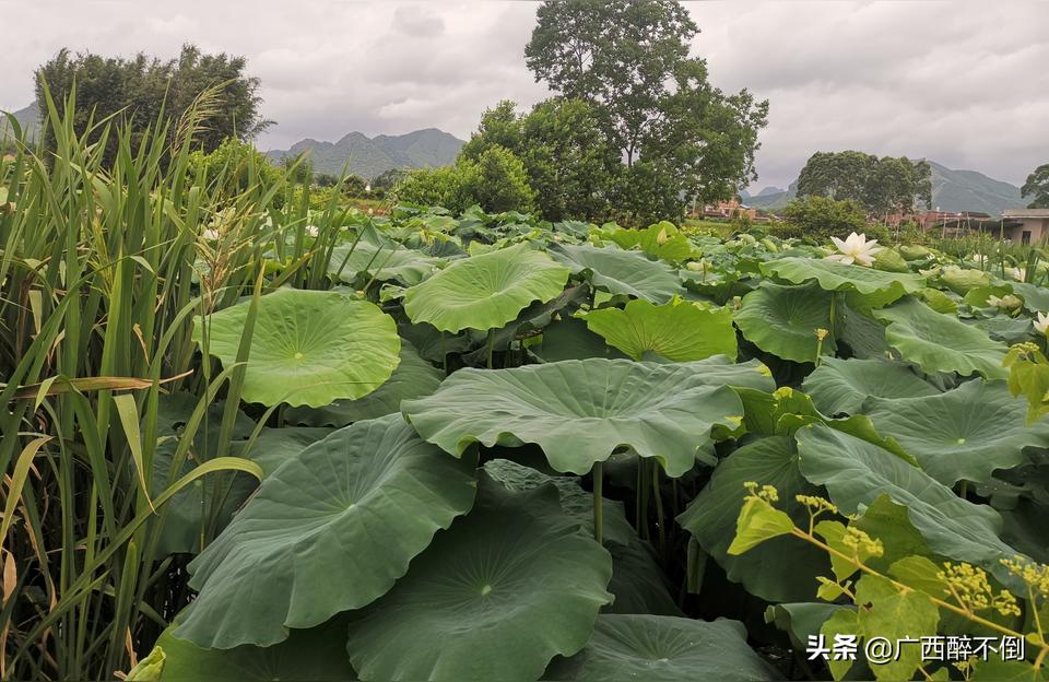 中山觀賞魚批發(fā)市場 觀賞魚批發(fā)