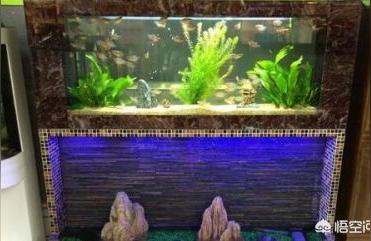 合肥哪有水族用品店:合肥清溪花鳥魚蟲市場怎么樣