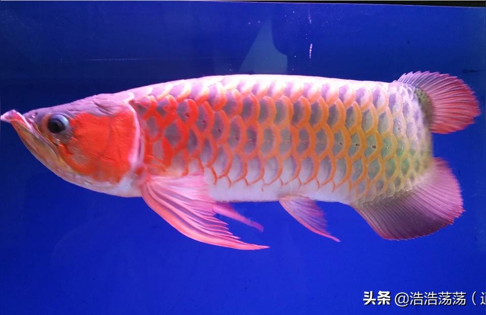 紅龍魚(yú)混養(yǎng)最佳搭配圖:兩條紅龍混養(yǎng)容易嗎