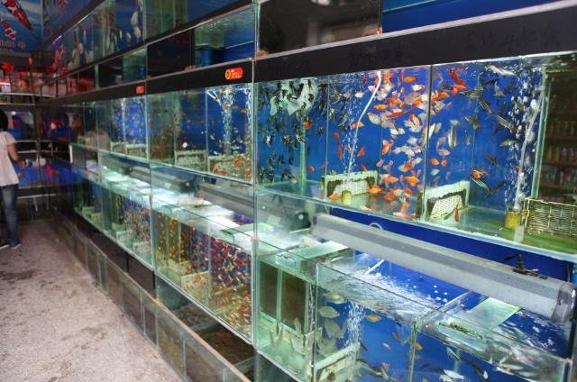 昆明哪有水族用品店:在昆明什么地方有漁具專賣店