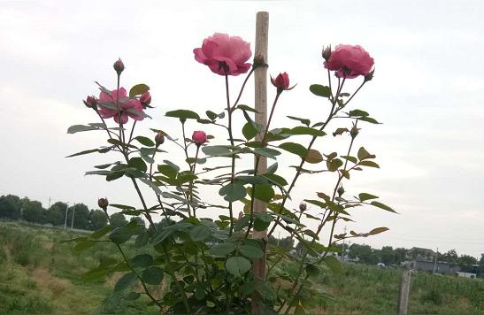 夏連紅龍盤針最新視頻:紅色龍沙寶石怎么盤花柱