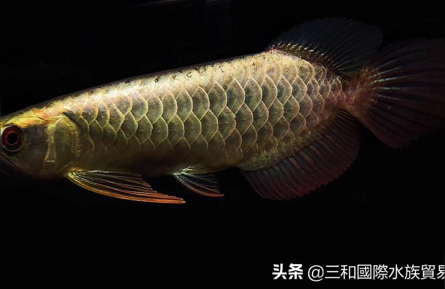 觀賞金龍魚:1萬左右的觀賞魚