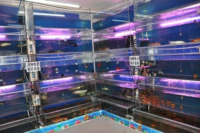 廈門哪有水族用品店:廈門的觀賞魚那里批發(fā)的