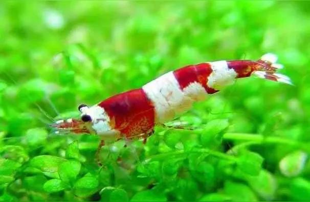 臨沂龍魚:龍魚可以吃生牛肉嗎