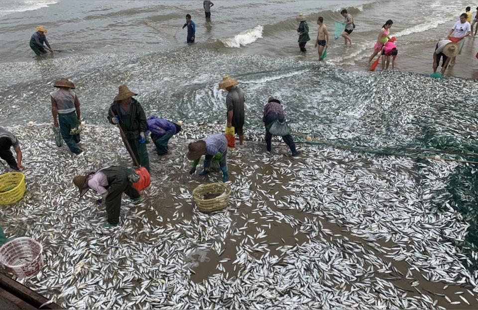 湛江花鳥魚蟲市場:湛江市霞山區(qū)哪里有龜 烏龜