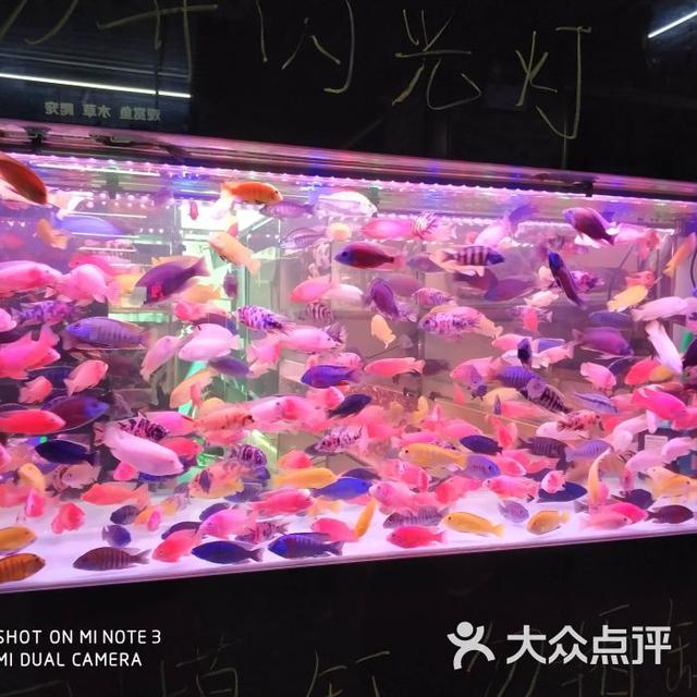 贛州觀賞魚批發(fā)市場:贛州市最大冷凍品批發(fā)市場 觀賞魚批發(fā)