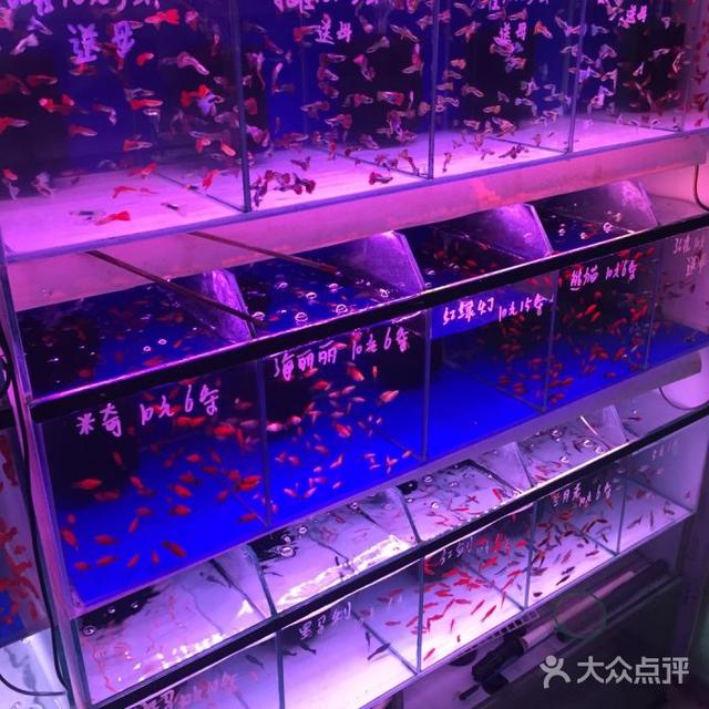 新余觀賞魚批發(fā)市場:江西新余萬商紅市場主要經營什么