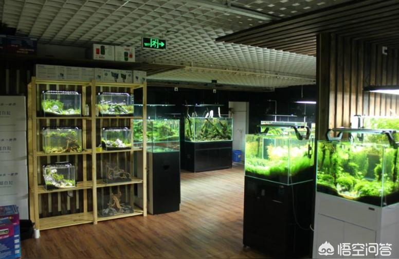 大興安嶺水族批發(fā)市場(chǎng):水族行業(yè)的發(fā)展前景