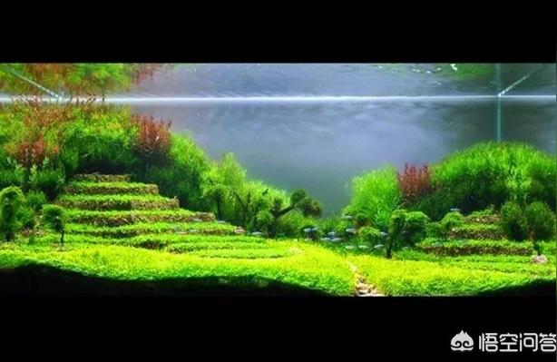 魚缸造景100例圖片:石頭魚缸造景