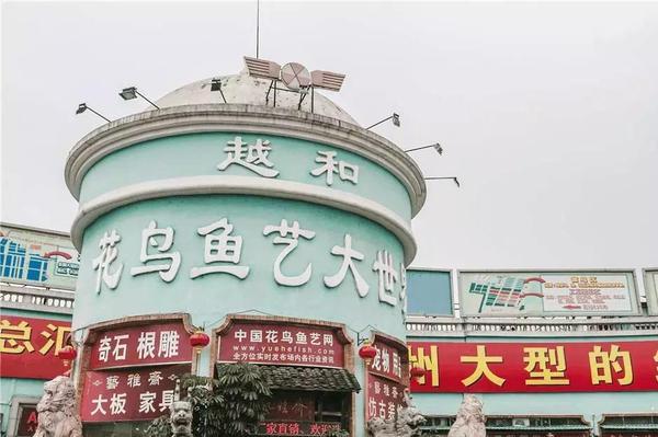 濮陽花鳥魚蟲市場:千里堤花鳥魚蟲市場開放時間 觀賞魚水族批發(fā)市場