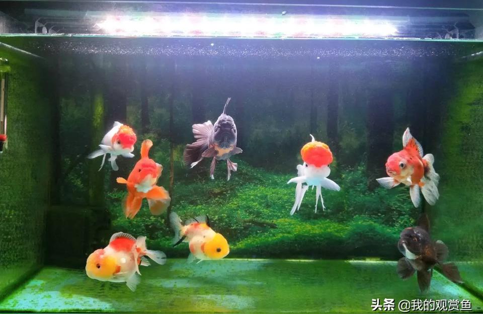 魚缸魚:魚缸里養(yǎng)什么魚