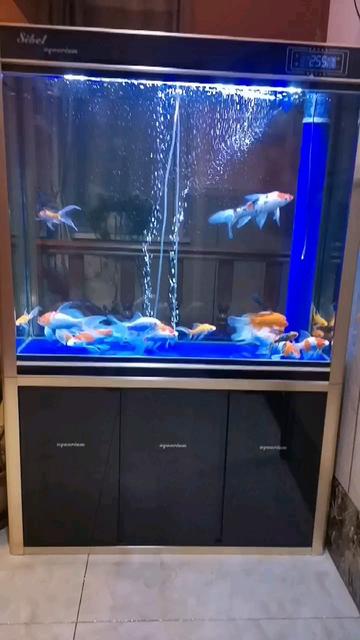 森森魚缸工藝怎么樣:森森水族箱怎么樣